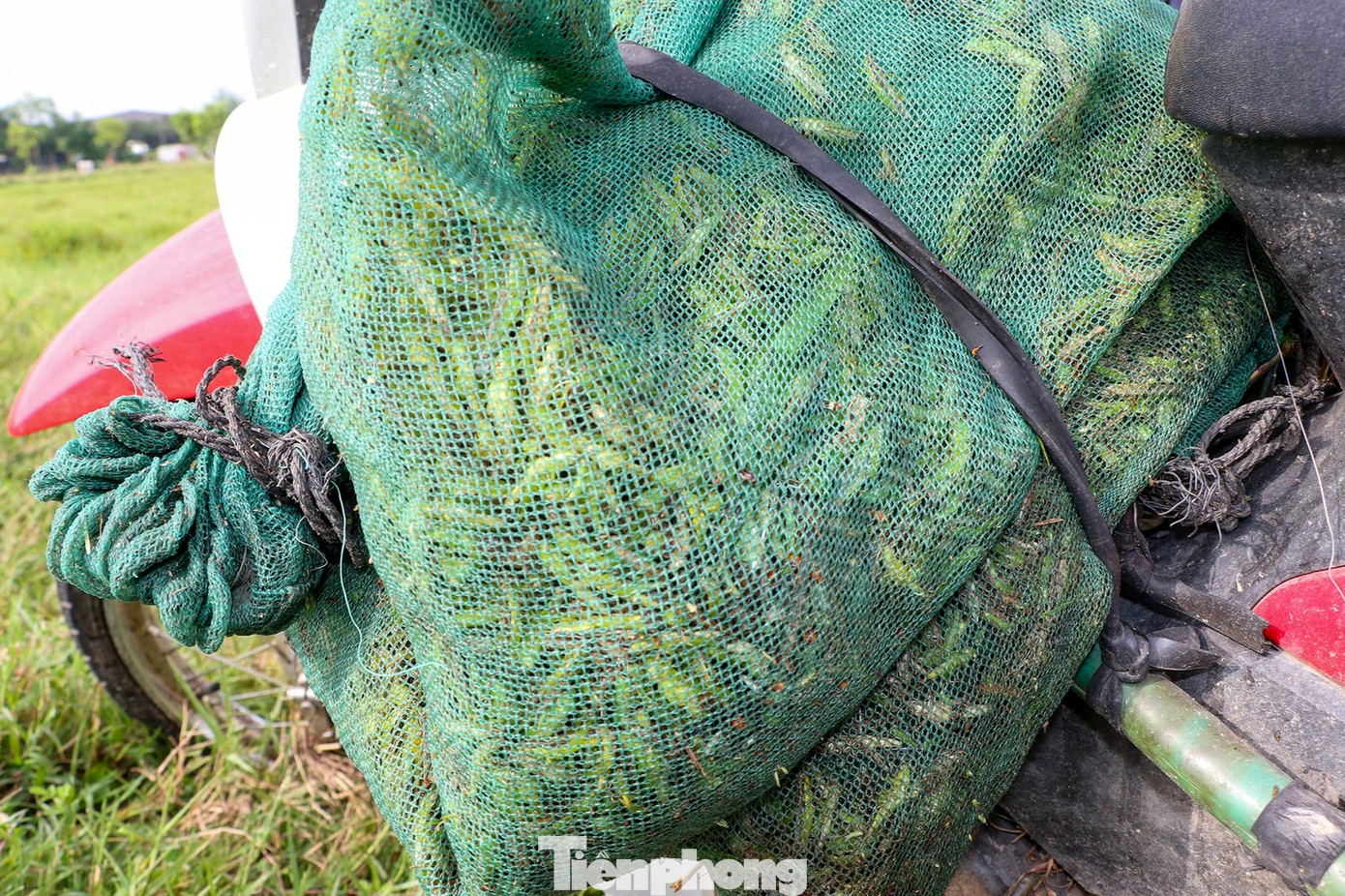 Những túi châu chấu nặng trĩu