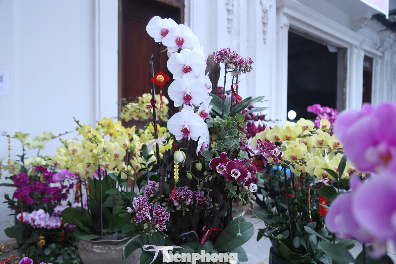 Là một trong những cơ sở kinh doanh lan lâu năm ở thành phố Vinh, dự kiến, dịp Tết này, chị Hoàng Thu Hương (đường Minh Khai, TP Vinh) sẽ bán ra khoảng 10.000 bầu lan hồ điệp các màu ra thị trường. Do đó, chị phải thuê tốp thợ kết lan từ Sài Gòn để vào chậu cho khách. Là một trong những cơ sở kinh doanh lan lâu năm ở thành phố Vinh, dự kiến, dịp Tết này, chị Hoàng Thu Hương (đường Minh Khai, TP Vinh) sẽ bán ra khoảng 10.000 bầu lan hồ điệp các màu ra thị trường. Do đó, chị phải thuê tốp thợ kết lan từ Sài Gòn để vào chậu cho khách.