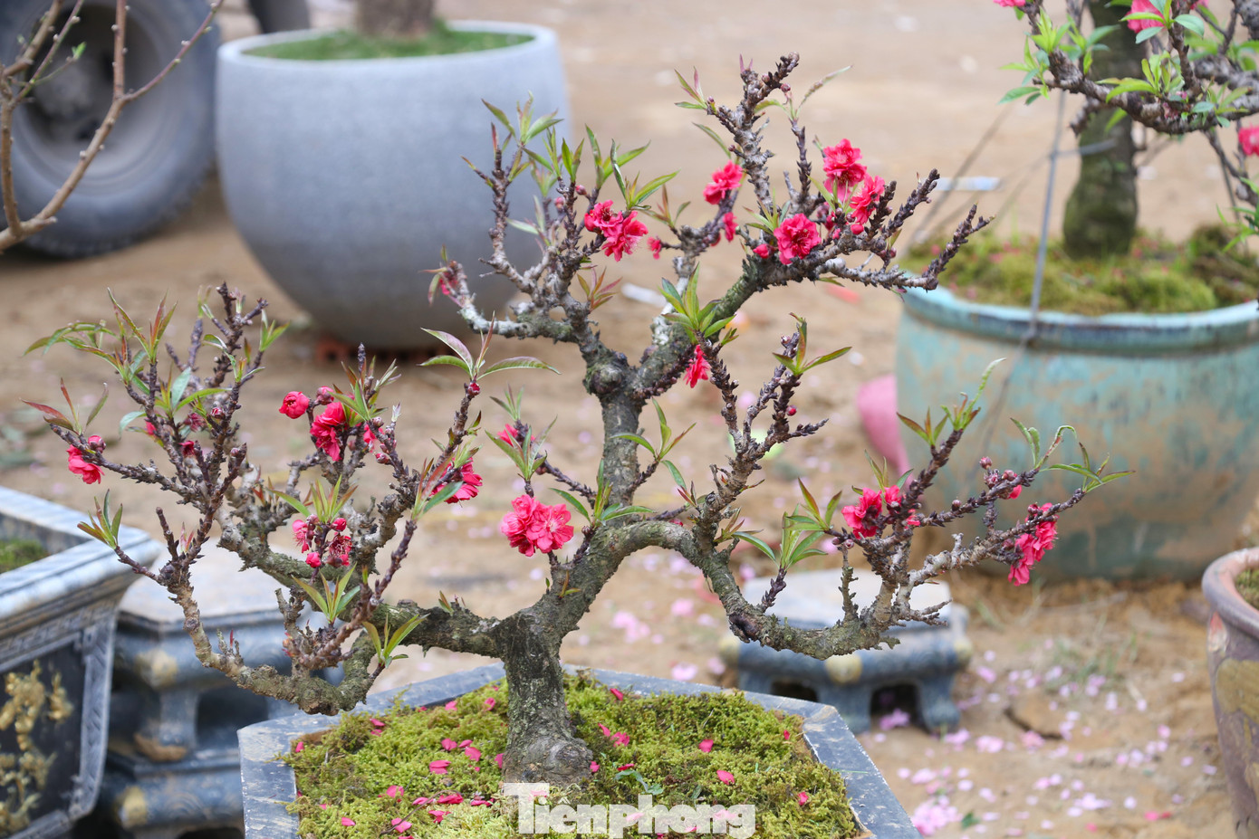 Đào Thất Thốn (hay còn gọi là đào tiến Vua) là giống đào rất quý. Ngày xưa, loại đào này chỉ có vua chúa mới được thưởng chơi.