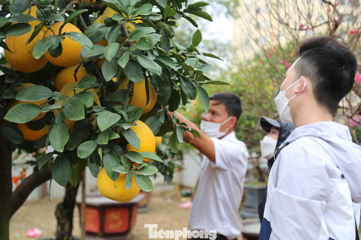 Ngoài đào cổ thụ, bưởi cảnh cũng đã được đưa về thành phố Vinh để phục vụ người dân chơi Tết.