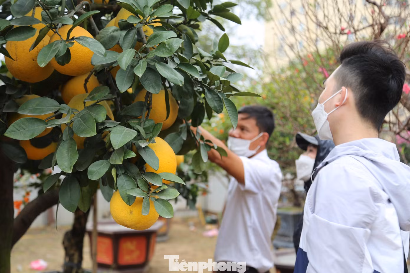 Ngoài đào cổ thụ, bưởi cảnh cũng đã được đưa về thành phố Vinh để phục vụ người dân chơi Tết.