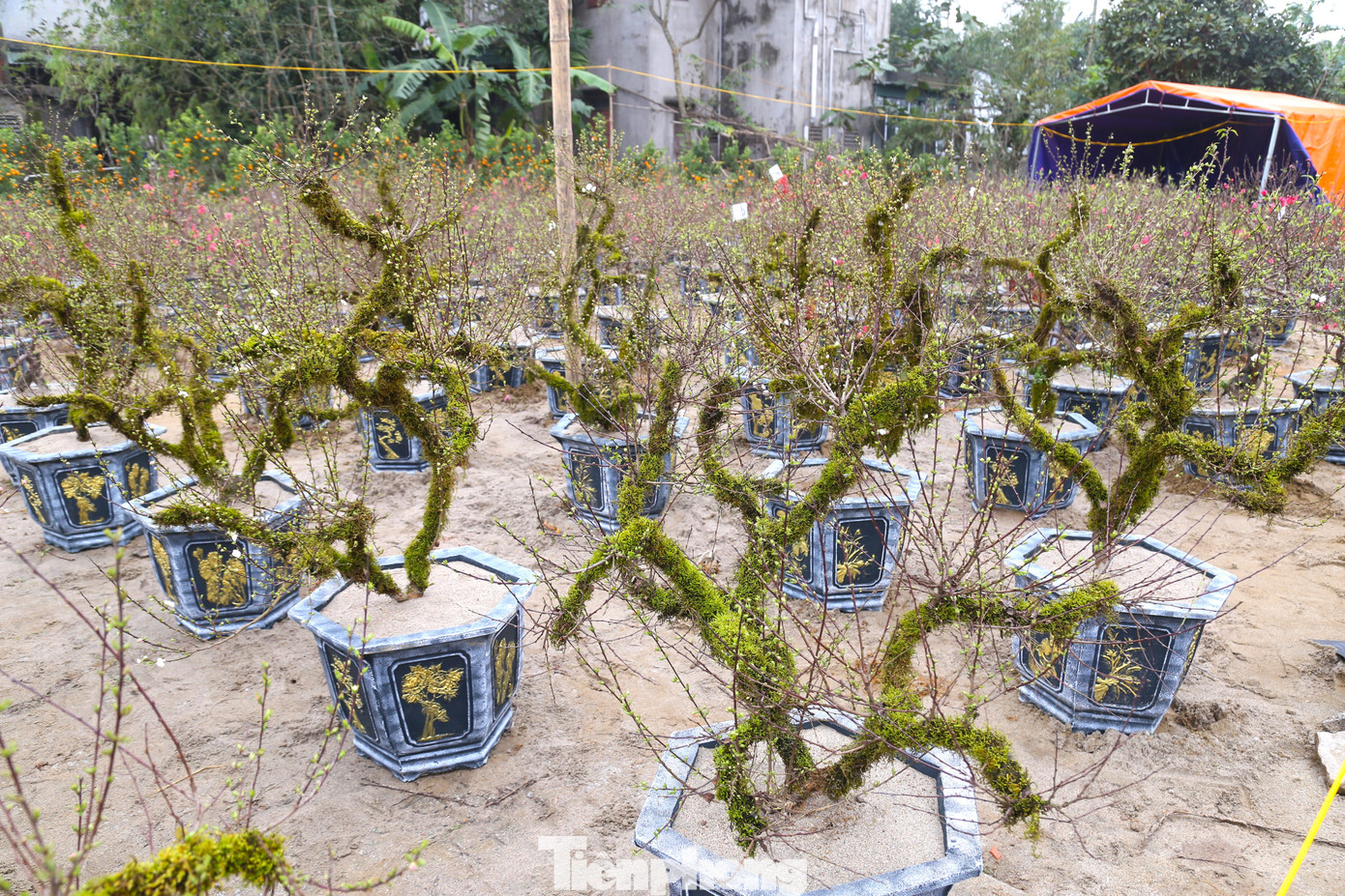 Những năm gần đây, cùng với thú chơi đào, quất, bưởi trong dịp Tết Nguyên đán, nhất chi mai đang là mặt hàng được ưa chuộng của người dân Nghệ An mỗi dịp Tết đến Xuân về.