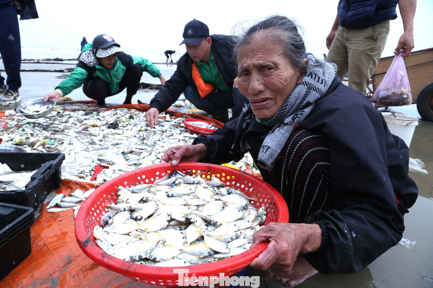 Những mẻ cá tươi rói Những mẻ cá tươi rói