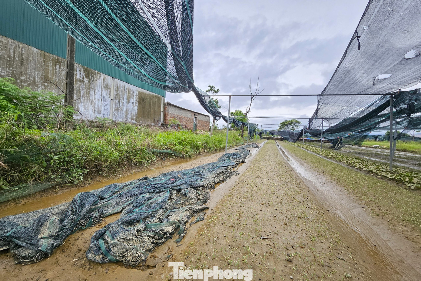 Trước những trận mưa xối xả, hệ thống lưới che nắng, mưa đã "thất thủ", những luống rau phía dưới cũng bị dập nát.