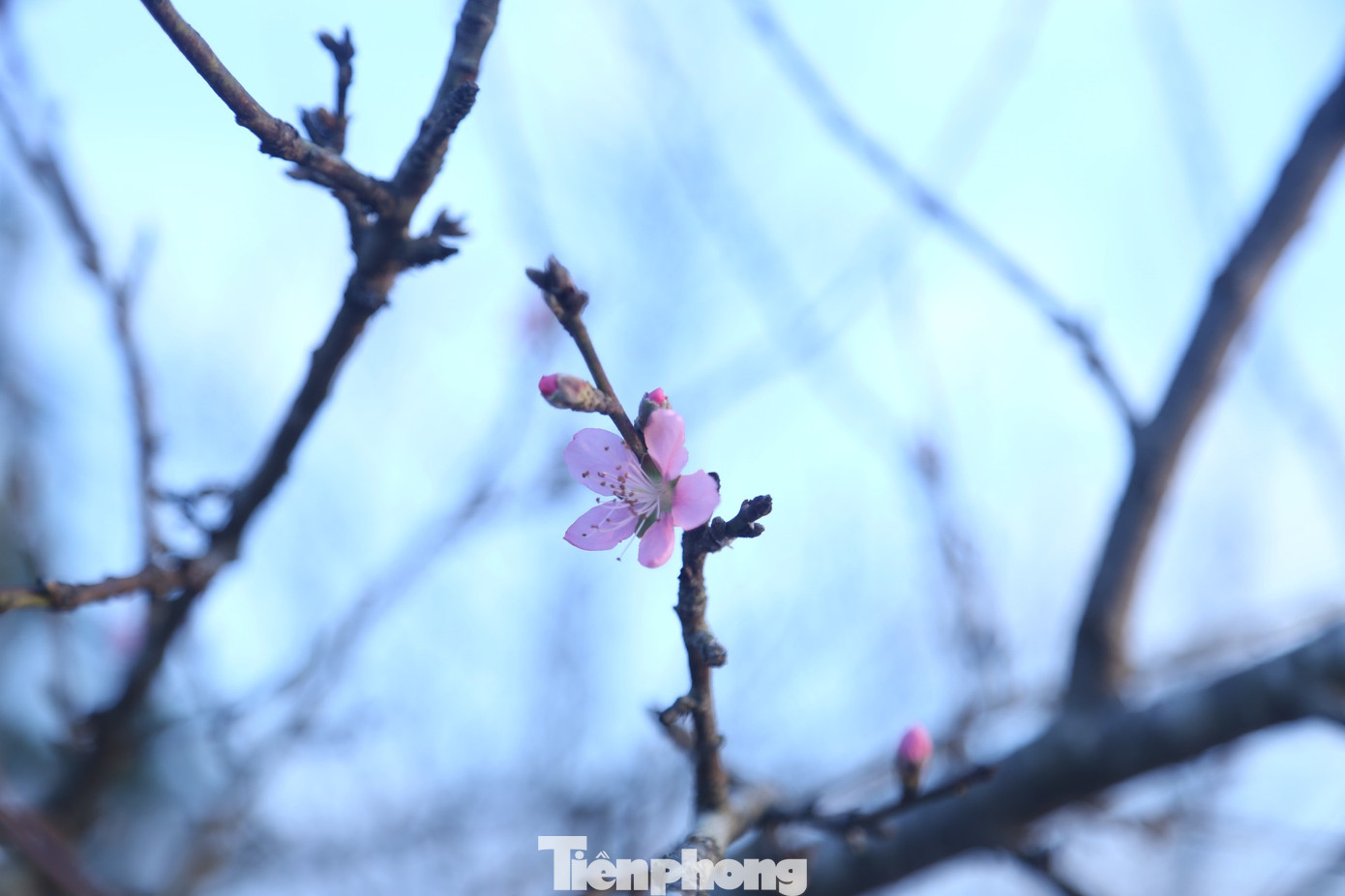 Đào đá được ưa chuộng bởi cánh to, màu phớt hồng và tuổi thọ của hoa khá lâu.