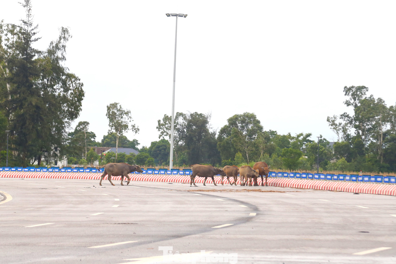 Ghi nhận của phóng viên ngày 13-14/6, tình trạng người dân chăn thả trâu, bò trên tuyến Đại lộ Vinh - Cửa Lò xuất hiện nhiều, đặc biệt là đoạn qua các địa phương như Nghi Đức, Nghi Phú, Nghi Xuân, Nghi Phong (thành phố Vinh).