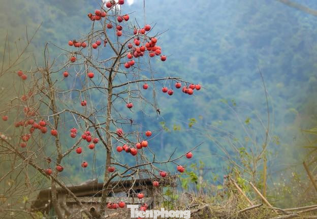 Những cây hồng đã rụng lá, chỉ còn lại các cành khẳng khiu "gánh" quả cũng tạo nên điểm nhấn giữa núi rừng.