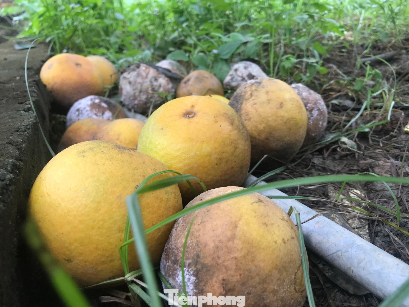 Phía dưới gốc, những quả cam tiến vua có giá hàng chục nghìn đồng nằm ngổn ngang khiến nhà vườn không khỏi xót xa. Phía dưới gốc, những quả cam tiến vua có giá hàng chục nghìn đồng nằm ngổn ngang khiến nhà vườn không khỏi xót xa.