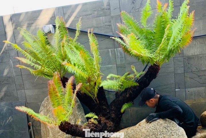 Theo chị Hằng, dương xỉ khá dễ trồng, chăm sóc. Đất trồng chỉ cần giàu mùn và tơi xốp để giữ ẩm. Thỉnh thoảng, người trồng chỉ cần bón ít phân bò đã phân huỷ hoặc mùn dừa. Quá trình chăm sóc, chỉ cần tưới 30% lượng nước vào gốc còn lại tưới lên thân cây.