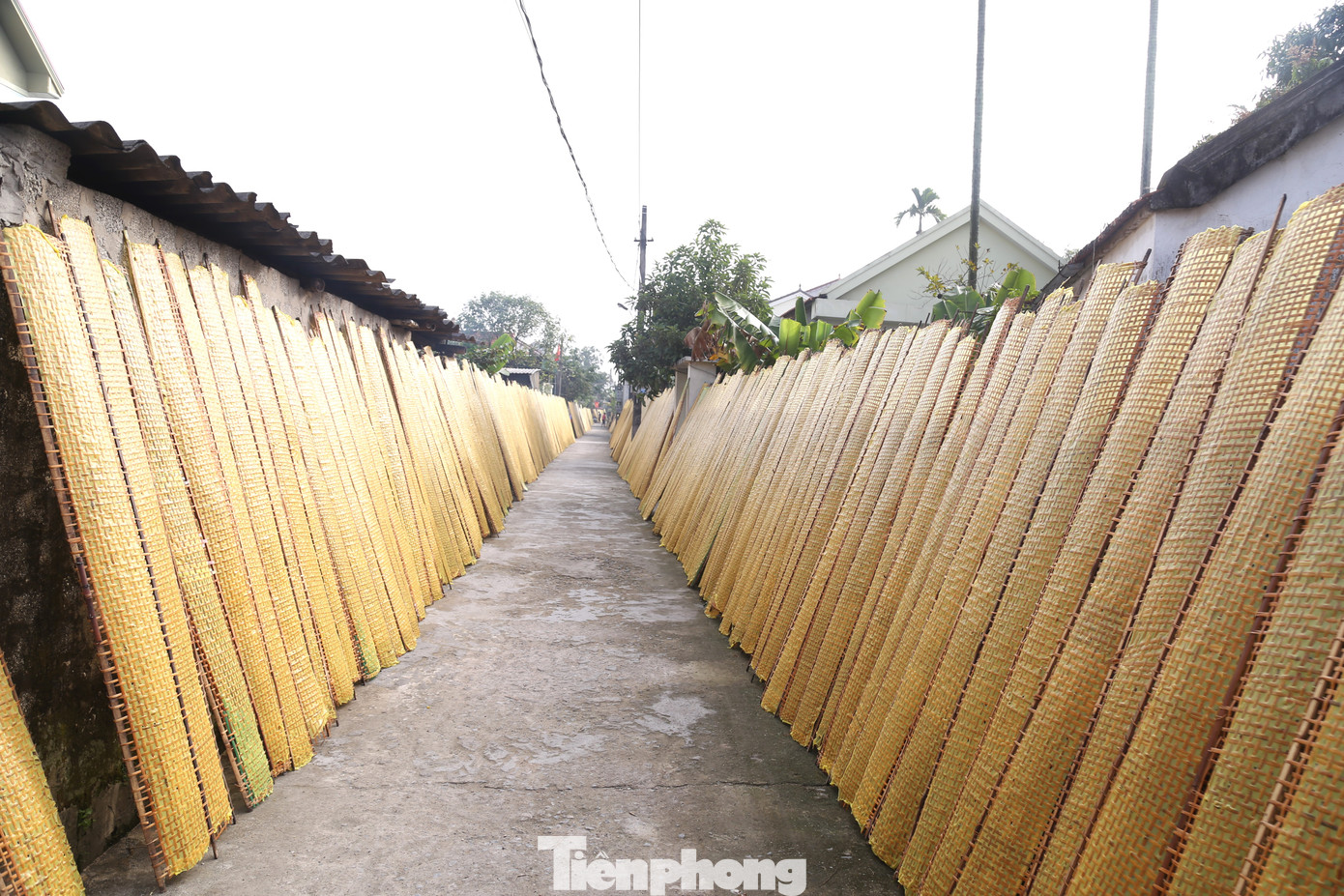 Hàng năm, cứ đến tháng Chạp (tháng 12 Âm lịch), những gia đình ở làng nghề bánh đa nem xã Diễn Ngọc, huyện Diễn Châu, Nghệ An lại ăn ngủ với nghề để kịp đơn hàng phục vụ thị trường Tết. Từ cánh đồng, đường làng được người dân tận dụng để phơi bánh.