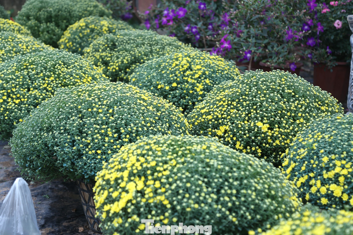 Theo anh Linh, nếu năm ngoái một chậu cúc mâm xôi có giá từ 180.000 - 200.000 đồng thì năm nay chỉ còn khoảng 150.000 đồng/chậu nhưng vẫn ít khách chọn mua.