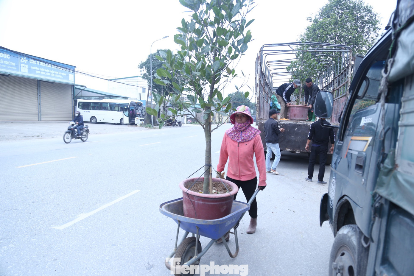 Để đảm bảo phục vụ người dân tốt nhất, ngoài đưa về những loại hoa quý, đẹp... thì những nhà vườn ở làng hoa Kim Phúc còn phải thuê rất nhiều công nhân để vận chuyển hoa, cây cảnh.