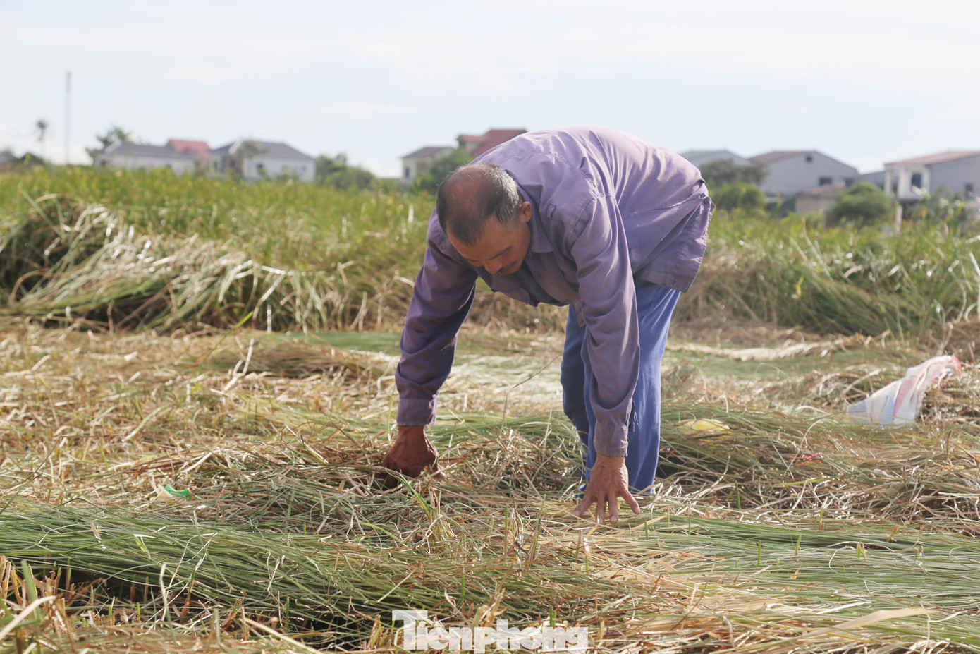 Ông Dương Xuân Khoa (60 tuổi, xóm Thuận Hòa, xã Hưng Hòa) cho biết, diện tích trồng cói ngày càng bị thu hẹp do nghề làm chiếu cói không còn thịnh hành như trước. Phần lớn diện tích trồng cói cũng đã được quy hoạch, chuyển đổi sang mục đích khác. “Nghề trồng cói và dệt chiếu là nghề truyền thống của gia đình tôi. Trước đây gia đình có 6ha diện tích trồng cói. Nay quy hoạch làm dự án nên chỉ còn khoảng 1,5ha. Cây cói đã phần nào giúp cải thiện cuộc sống, trở thành nguồn thu nhập chính đối với gia đình chúng tôi”, ông Khoa chia sẻ.