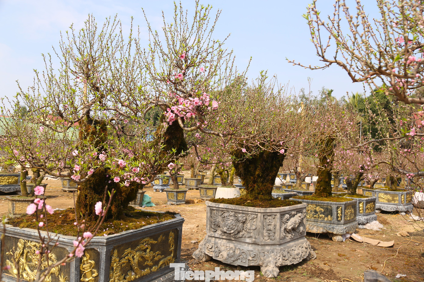 Bên cạnh đó, thị trường đào Tết ở TP. Vinh cũng xuất hiện nhiều gốc đào “khủng”. Những gốc đào rừng cổ cuốn rêu có độ tuổi hàng chục năm, được bán với giá từ 20-70 triệu đồng.