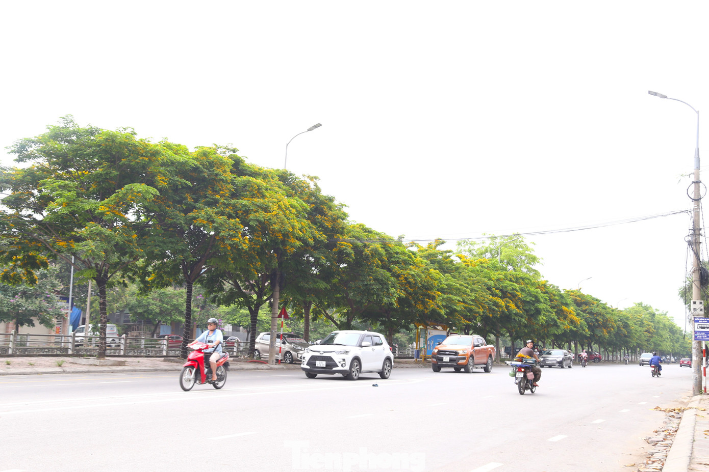 Khi cái nắng đầu mùa tới báo hiệu tiết trời chuyển mình từ xuân sang hè cũng là lúc giáng hương bắt đầu bung nở, nhuộm vàng các con đường ở thành phố Vinh (Nghệ An).Trong đó nhiều nhất là hai bên bờ kênh Bắc dọc đường Nguyễn Sỹ Sách, Đại lộ Lê Nin, đường Nguyễn Văn Cừ…