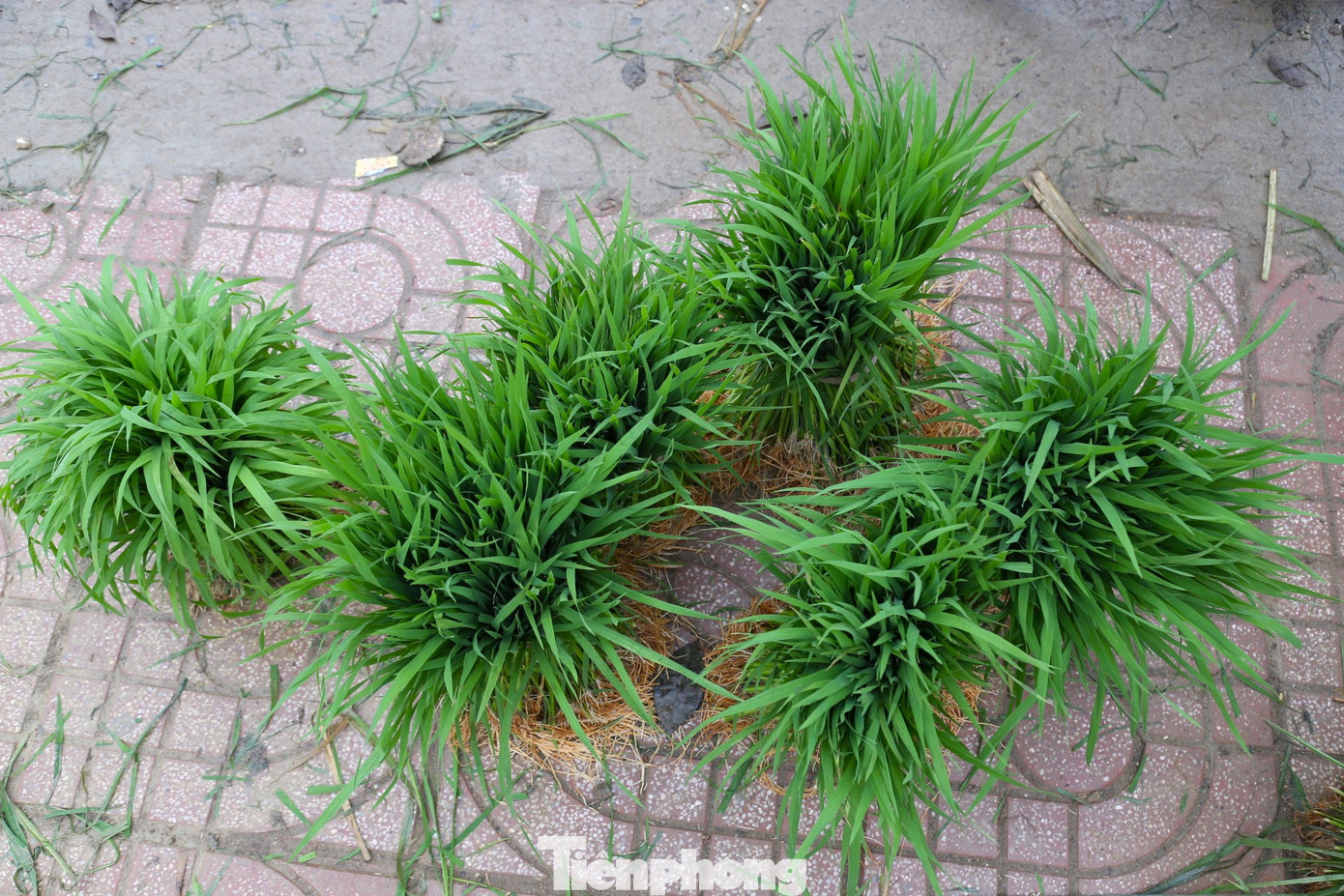 Những cây mạ to, khỏe