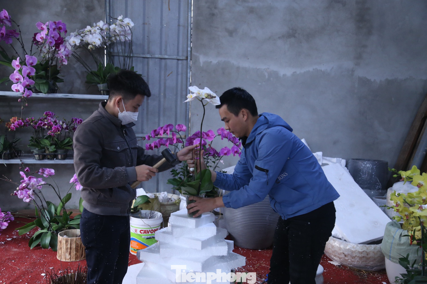 Kinh nghiệm 5 năm kết lan, anh Nguyễn Văn Khuê cho biết: “Bình thường tôi cắm hoa tươi cho các shop. Dịp Tết, tôi chuyển sang kết lan vào chậu. Mỗi ngày, tôi kết được khoảng 200 - 350 bầu lan vào chậu, mỗi bầu được trả công 20.000 đồng, bình quân thu nhập mỗi ngày khoảng 5 triệu đồng”. Kinh nghiệm 5 năm kết lan, anh Nguyễn Văn Khuê cho biết: “Bình thường tôi cắm hoa tươi cho các shop. Dịp Tết, tôi chuyển sang kết lan vào chậu. Mỗi ngày, tôi kết được khoảng 200 - 350 bầu lan vào chậu, mỗi bầu được trả công 20.000 đồng, bình quân thu nhập mỗi ngày khoảng 5 triệu đồng”.