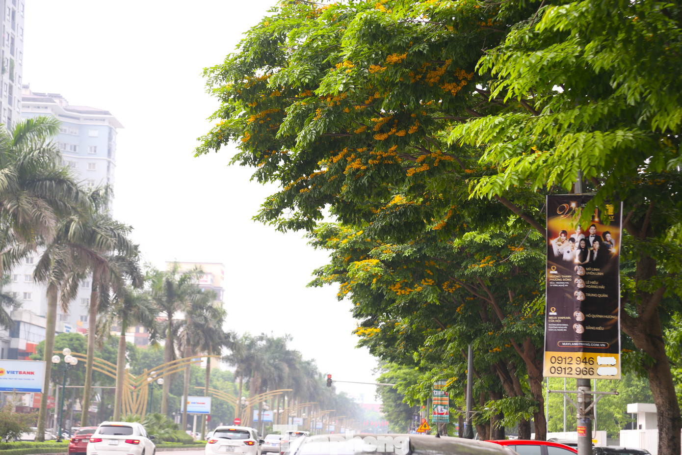 Hoa giáng hương không chỉ có màu sắc bắt mắt mà còn có hương thơm ngọt nhẹ. Khi chuyển gió, hương thơm của hoa thoang thoảng.