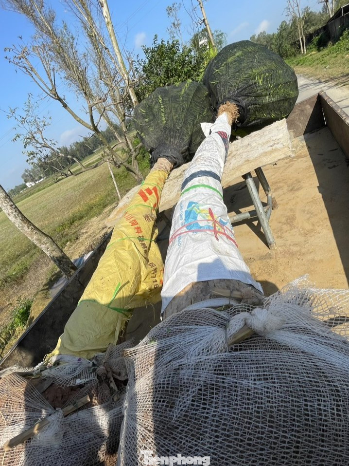 Dương xỉ thường được nhập từ các các tỉnh phía Nam. Tuy nhiên, để cây dương xỉ thích ứng được với khí hậu Nghệ An, các nhà vườn phải đưa về thuần chăm sóc từ 6 tháng đến 1 năm mới đưa đi trồng cho khách.