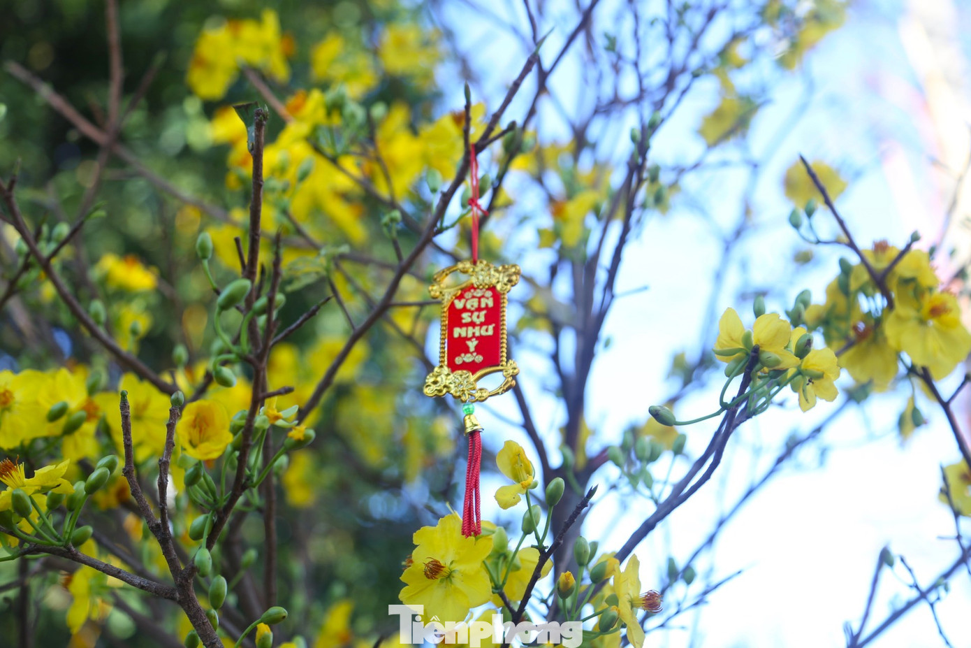 Nhiều chủ vườn còn trang trí để cây mai thêm phần rực rỡ