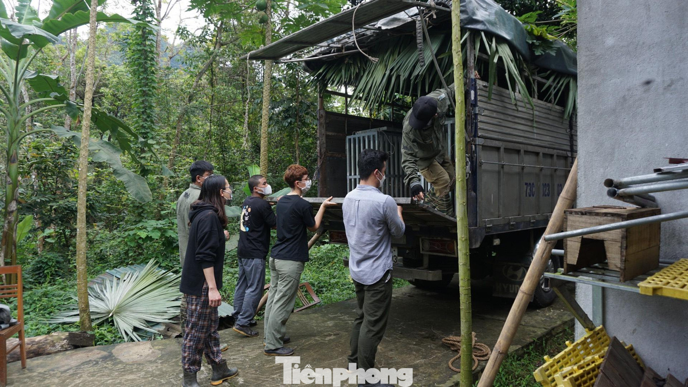 Đưa hổ lên xe đi vào Quảng Bình