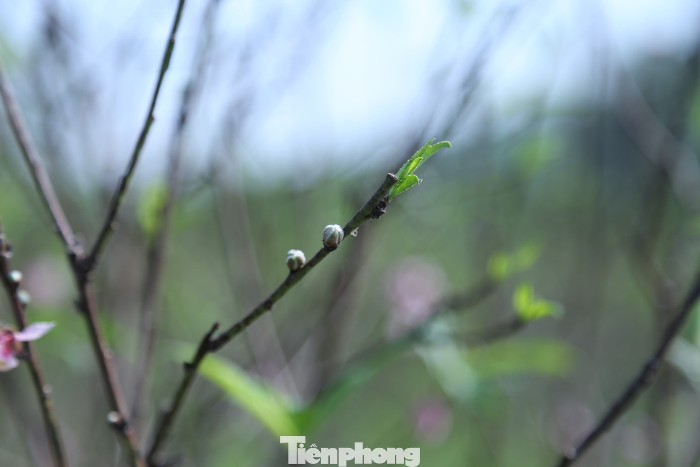 Để hãm đào nở, nhiều hộ đã hái bớt hoa; chỉ giữ lại nụ. Để hãm đào nở, nhiều hộ đã hái bớt hoa; chỉ giữ lại nụ.