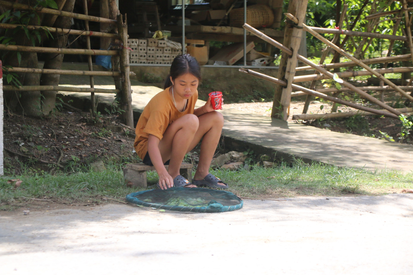 Bướm đã thành món ăn quen thuộc của người dân miền Tây xứ Nghệ. Dọc tỉnh lộ 543B vào mùa này du khách sẽ bắt gặp nhiều người dân tranh thủ vài giờ trong ngày để bắt loài côn trùng này.