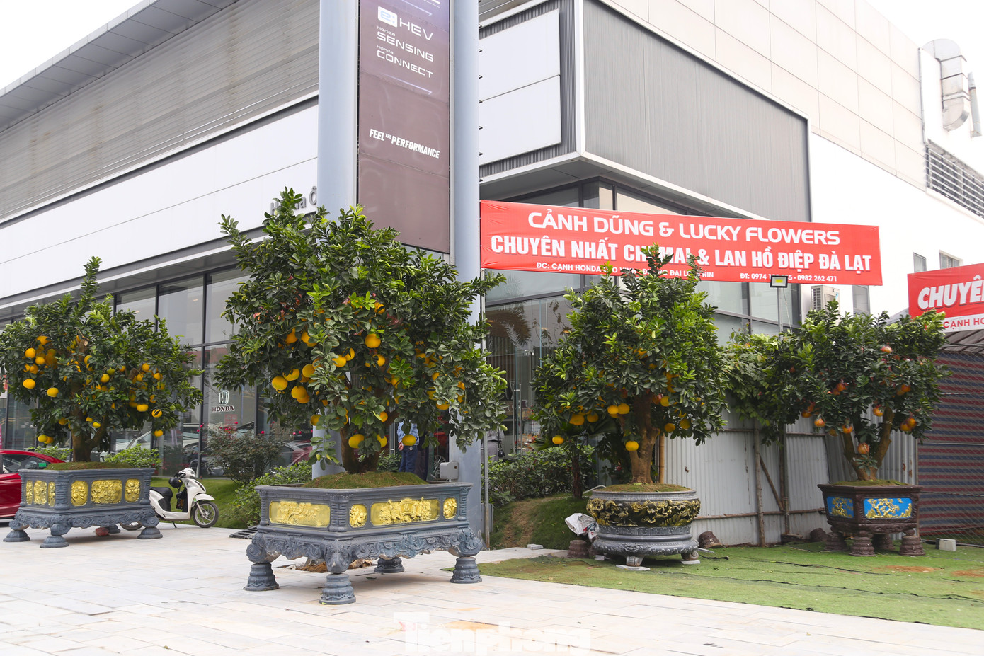 Hơn 1 tuần nay, anh Nguyễn Cảnh Dũng (chủ một điểm bán hoa, cây cảnh trên đường Lê Nin) đã vận chuyển những chậu bưởi cảnh từ tỉnh Hưng Yên về thành phố Vinh (Nghệ An) để bán Tết. Những cây bưởi cảnh cao hơn 2m, trĩu quả được đặt trong những chậu gạch, đá thiết kế hoa văn rất thẩm mỹ.