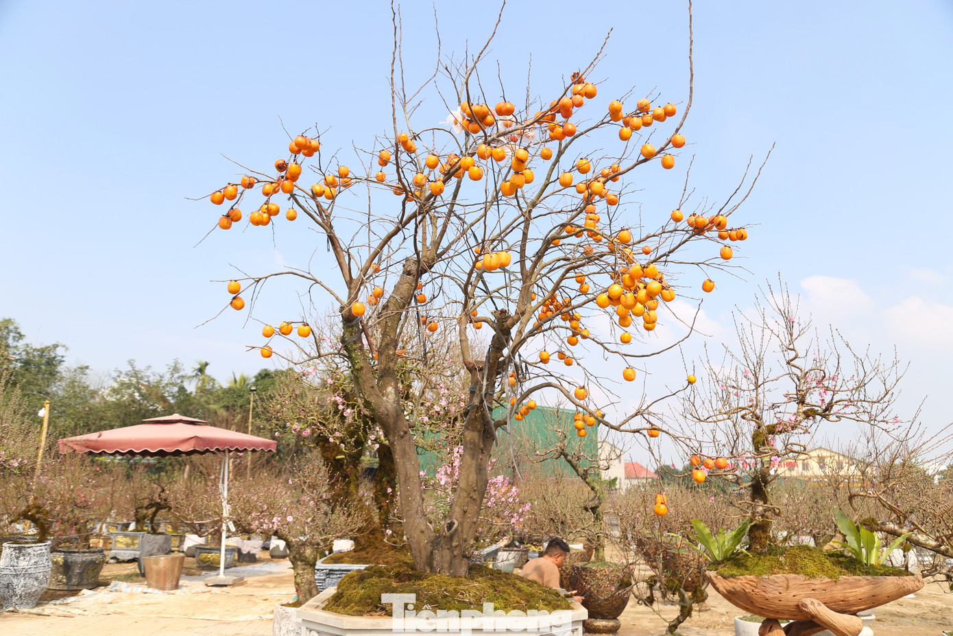 Năm nay, bên cạnh đào, anh Lê Ngọc Thắng (trú thành phố Vinh) nhập thêm 5 cây hồng nguyên quả (giống cổ Hải Hậu) ở tỉnh Nam Định về bán tại 2 điểm ở thành phố Vinh. Anh Thắng cho biết, các cây hồng đều có tuổi đời từ 30 - 40 năm, giá bán từ 50 - 100 triệu đồng/cây tùy kích thước; giá cho thuê bằng 2/3 giá bán. Năm nay, bên cạnh đào, anh Lê Ngọc Thắng (trú thành phố Vinh) nhập thêm 5 cây hồng nguyên quả (giống cổ Hải Hậu) ở tỉnh Nam Định về bán tại 2 điểm ở thành phố Vinh. Anh Thắng cho biết, các cây hồng đều có tuổi đời từ 30 - 40 năm, giá bán từ 50 - 100 triệu đồng/cây tùy kích thước; giá cho thuê bằng 2/3 giá bán.