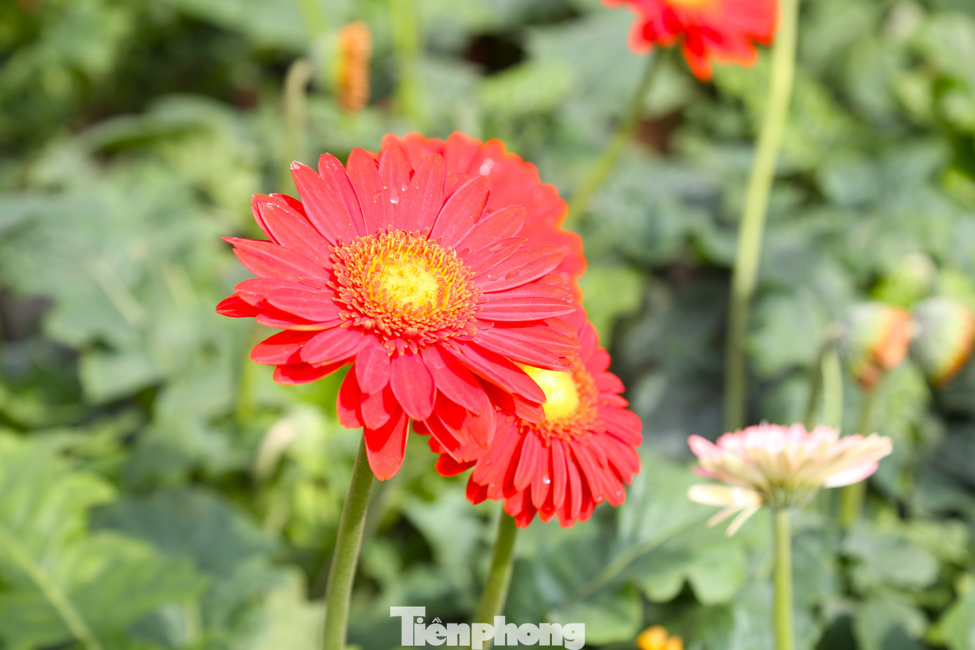 Từ những chậu hoa nhỏ như hoa đồng tiền, cẩm tú cầu, thược dược, cúc mâm xôi… đến những chậu hoa hồng với đủ các loại màu sắc hay hoa trà my chi chít nụ sẵn sàng bung nở.