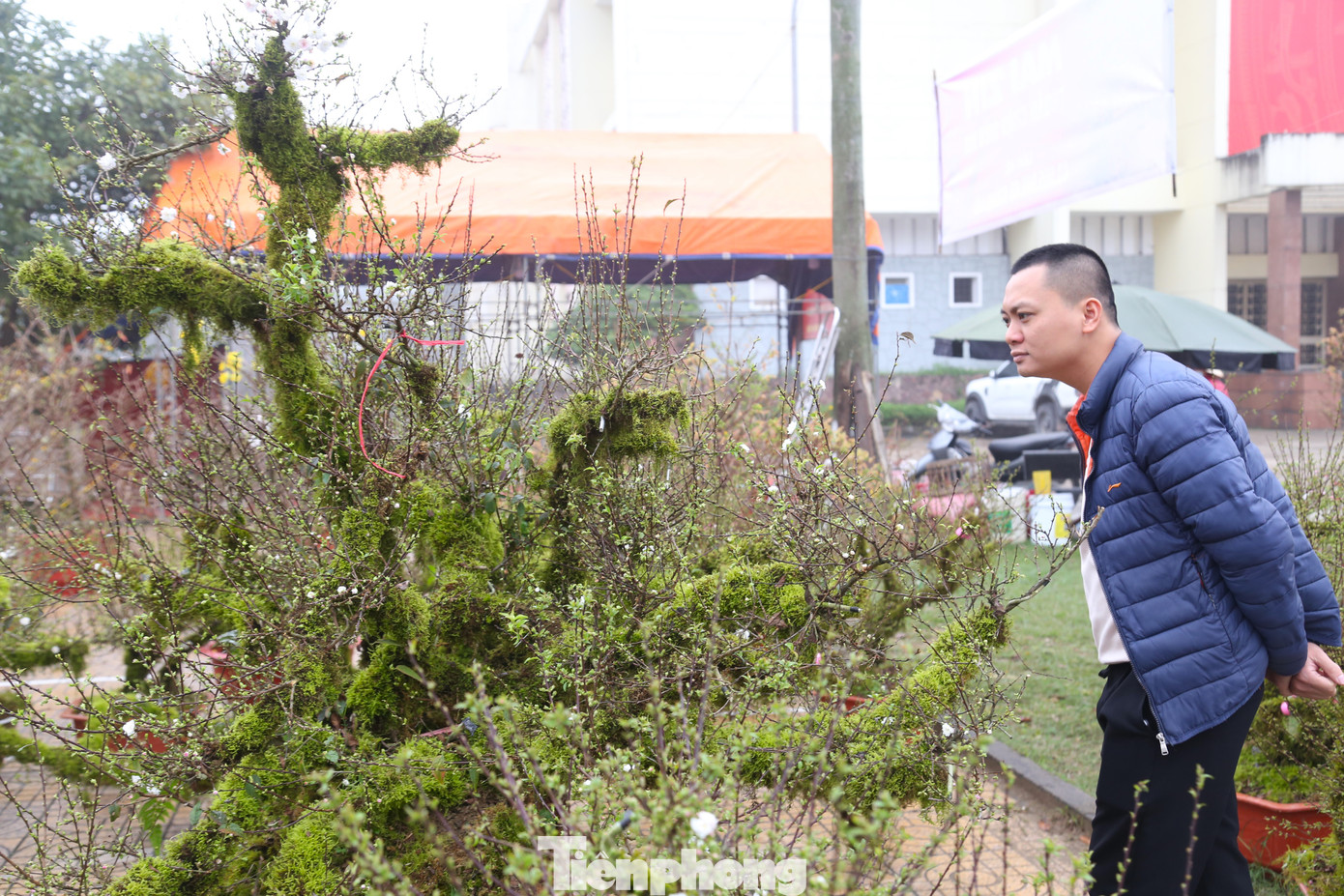 Từng cánh hoa tinh khiết nở rộ báo hiệu một mùa xuân tươi mới, an lành, tài lộc. Đây cũng là lý do nhiều người chọn mua nhất chi mai về trang trí Tết.