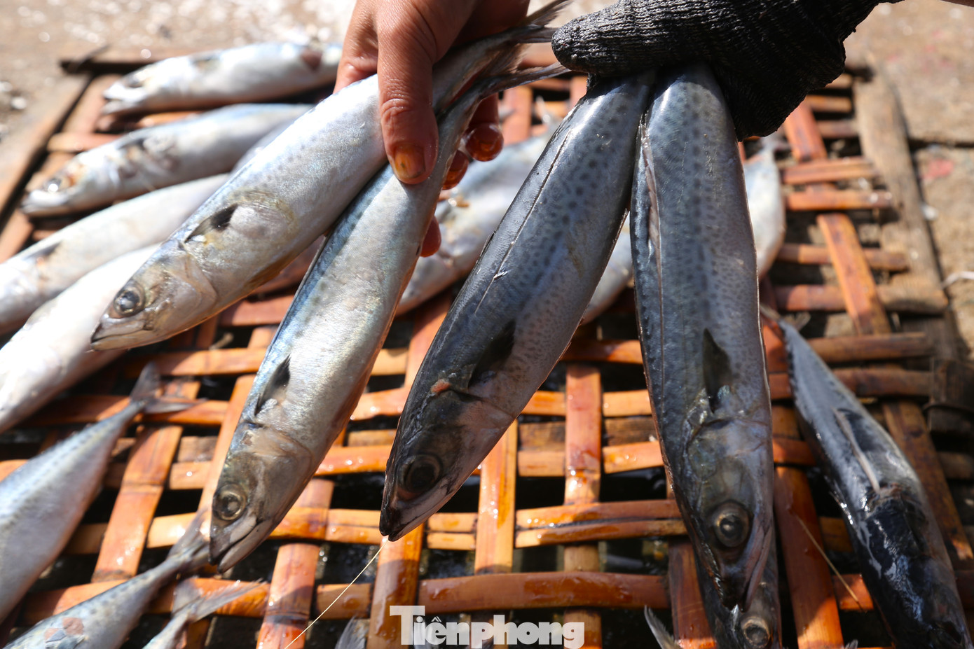 “Cơ sở chúng tôi nướng đủ các loại cá to nhỏ, để nguyên hay cắt ra từng khúc một, như: cá thu, cá bạc má, cá trích, cá cơm… Gần Tết, lượng khách đặt hàng tăng lên nên gần như phải làm từ sáng đến đêm khuya”, anh Tuấn chia sẻ.