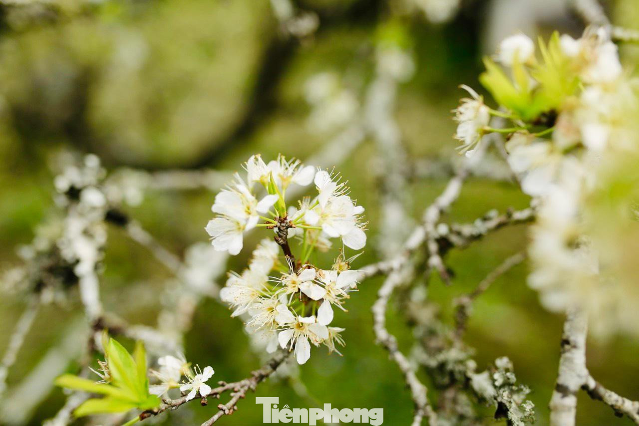 Hoa mận cũng khoe vẻ đẹp đến say đắm với màu trắng tinh khôi giữa núi rừng.