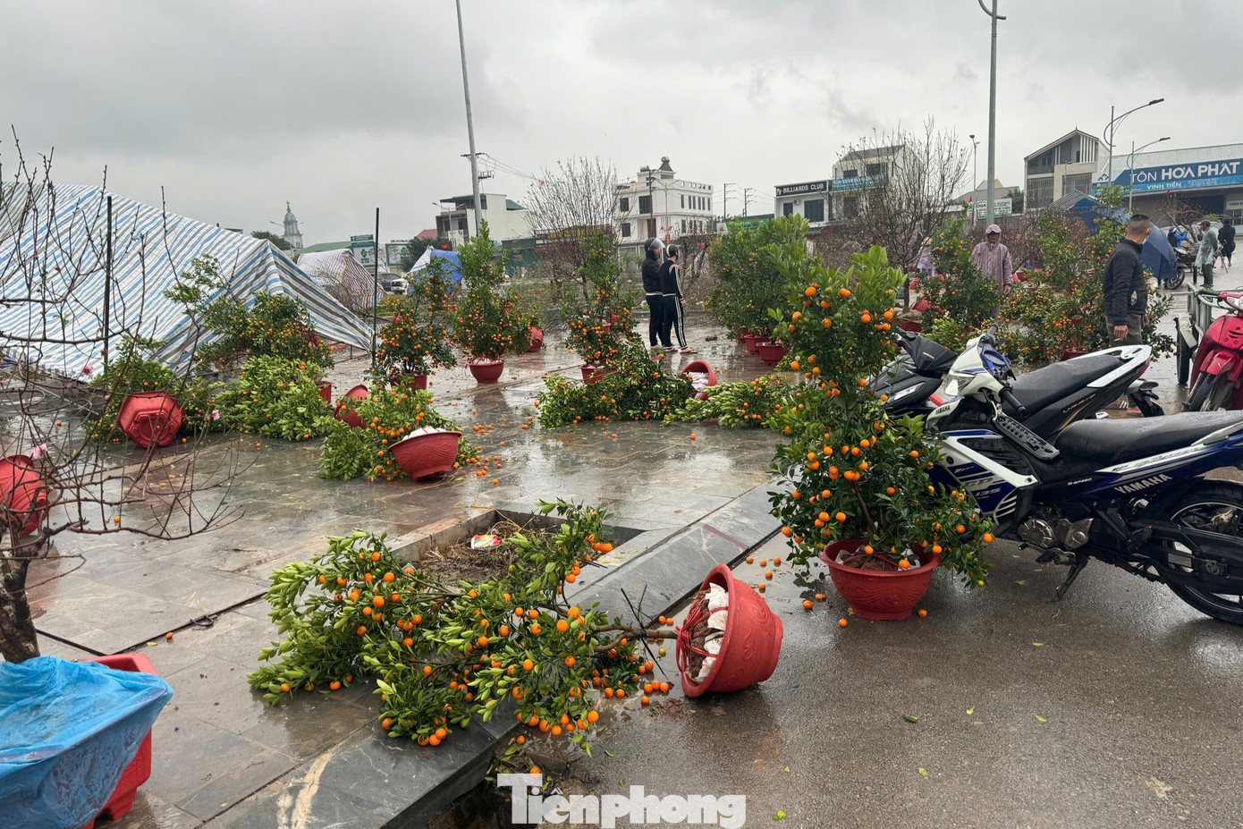Chiều 26/1 (tức 27 tháng Chạp), ảnh hưởng của đợt không khí lạnh tăng cường, tại Nghệ An có mưa lớn kèm gió thổi mạnh khiến hàng loạt cây cảnh bày bán phục vụ Tết ngã đổ.