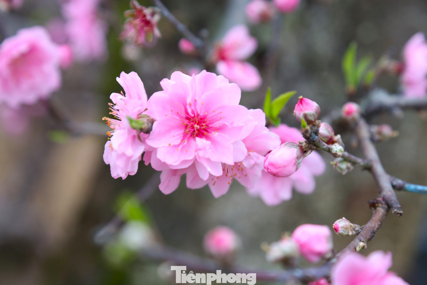 Những cành đào phai mang nét đẹp tinh khiết, dịu dàng,...