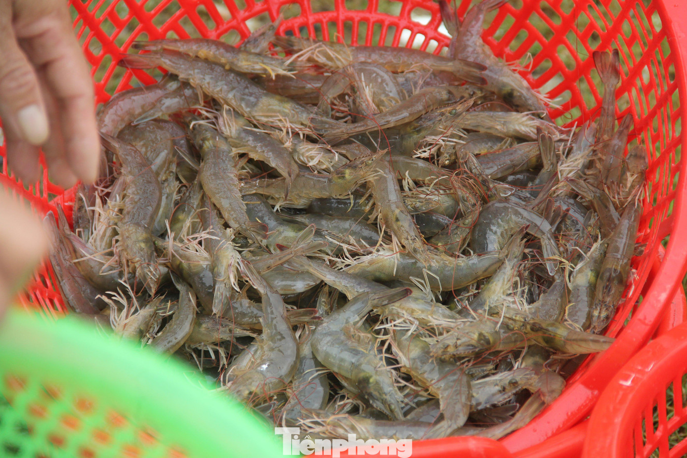 Mặc dù tôm còn nhỏ, nhưng nhiều gia đình phải thu hoạch non để vớt vát chút vốn Mặc dù tôm còn nhỏ, nhưng nhiều gia đình phải thu hoạch non để vớt vát chút vốn