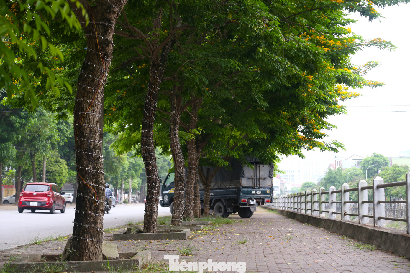 Bên ngoài thân có lớp vỏ màu nâu đen sẫm, vỏ không nhẵn, bề ngoài là các nét kẻ dọc.