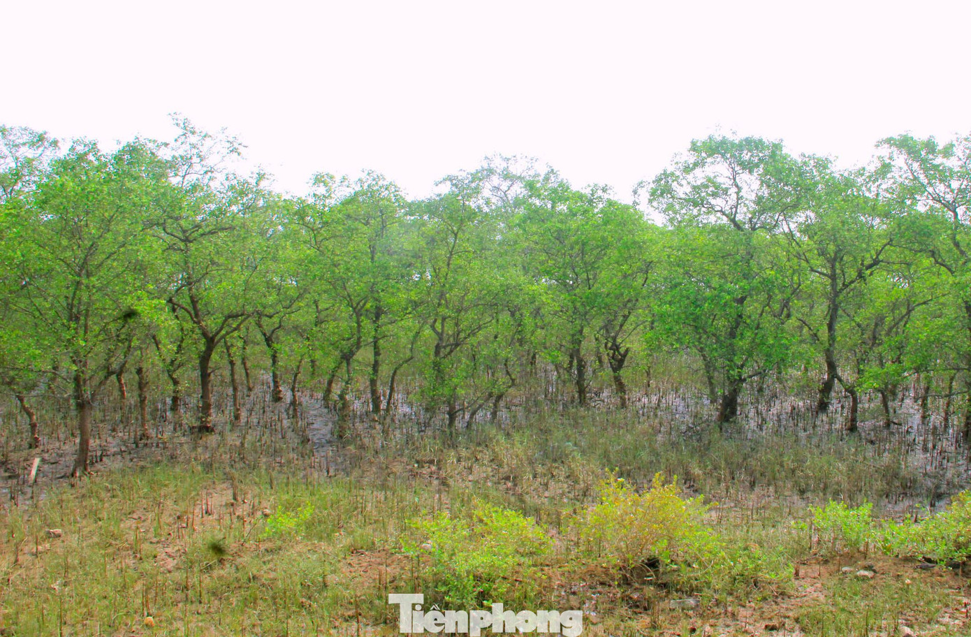 Khu rừng bần Hưng Hòa luôn xanh tốt quanh năm, được xem là “lá phổi xanh”, bảo vệ hệ thống đê điều, chống ngập mặn, chống xói lở, thiên tai... Khu rừng bần Hưng Hòa luôn xanh tốt quanh năm, được xem là “lá phổi xanh”, bảo vệ hệ thống đê điều, chống ngập mặn, chống xói lở, thiên tai...