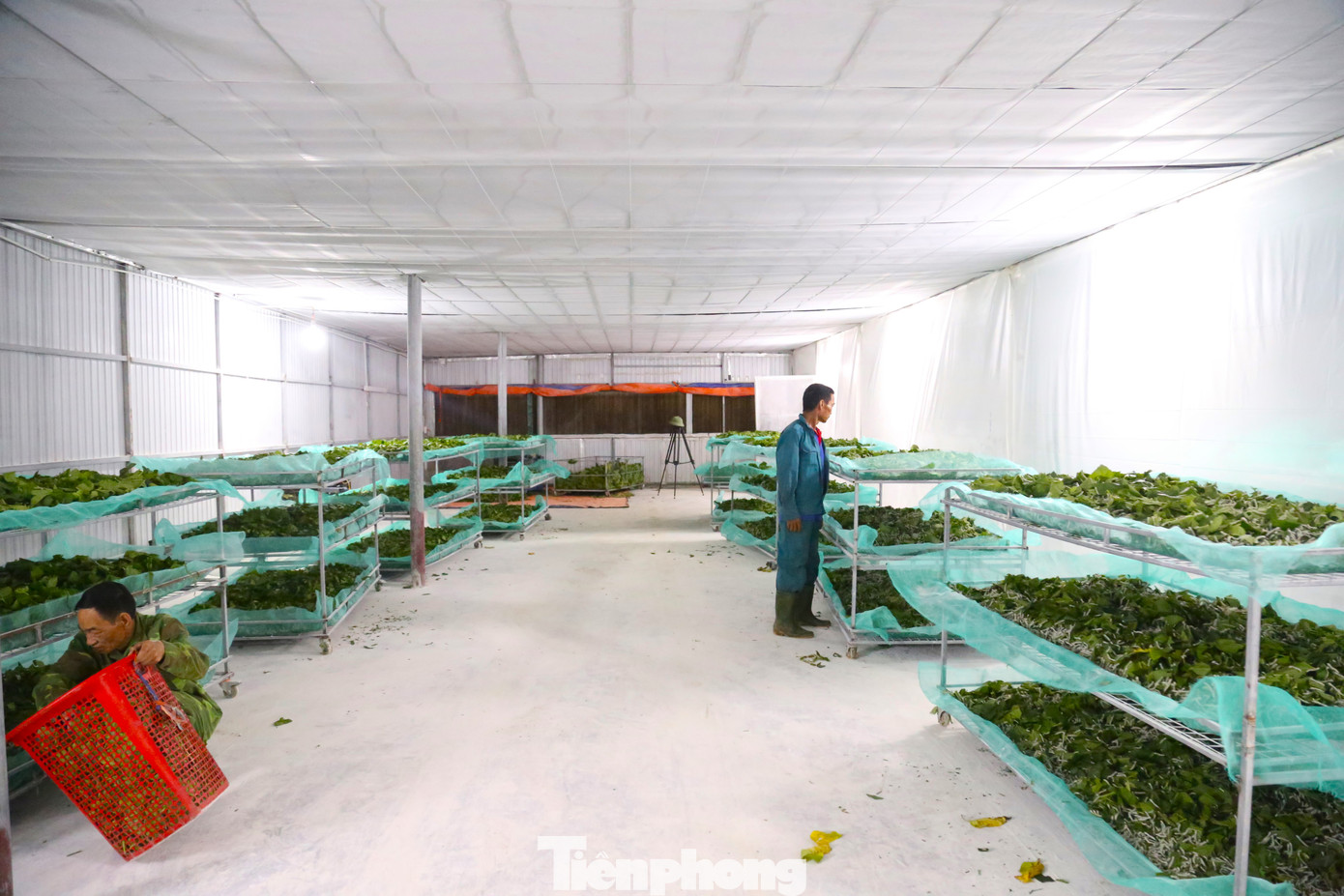 Nuôi tằm lấy tơ là nghề truyền thống ở xã Khánh Sơn, huyện Nam Đàn (tỉnh Nghệ An). Tuy nhiên, sự xuất hiện của các loại vải sản xuất công nghiệp đã khiến ngành dệt tơ gặp khó khăn, kéo theo nghề trồng dâu nuôi tằm ở đây mai một dần. Năm 2020, UBND huyện Nam Đàn có đề án khôi phục làng nghề trồng dâu, nuôi tằm ở Khánh Sơn. Hợp tác xã (HTX) nông nghiệp dâu tằm Đồng Tiến ra đời và trở thành đơn vị đầu tiên nuôi tằm theo quy mô công nghiệp.