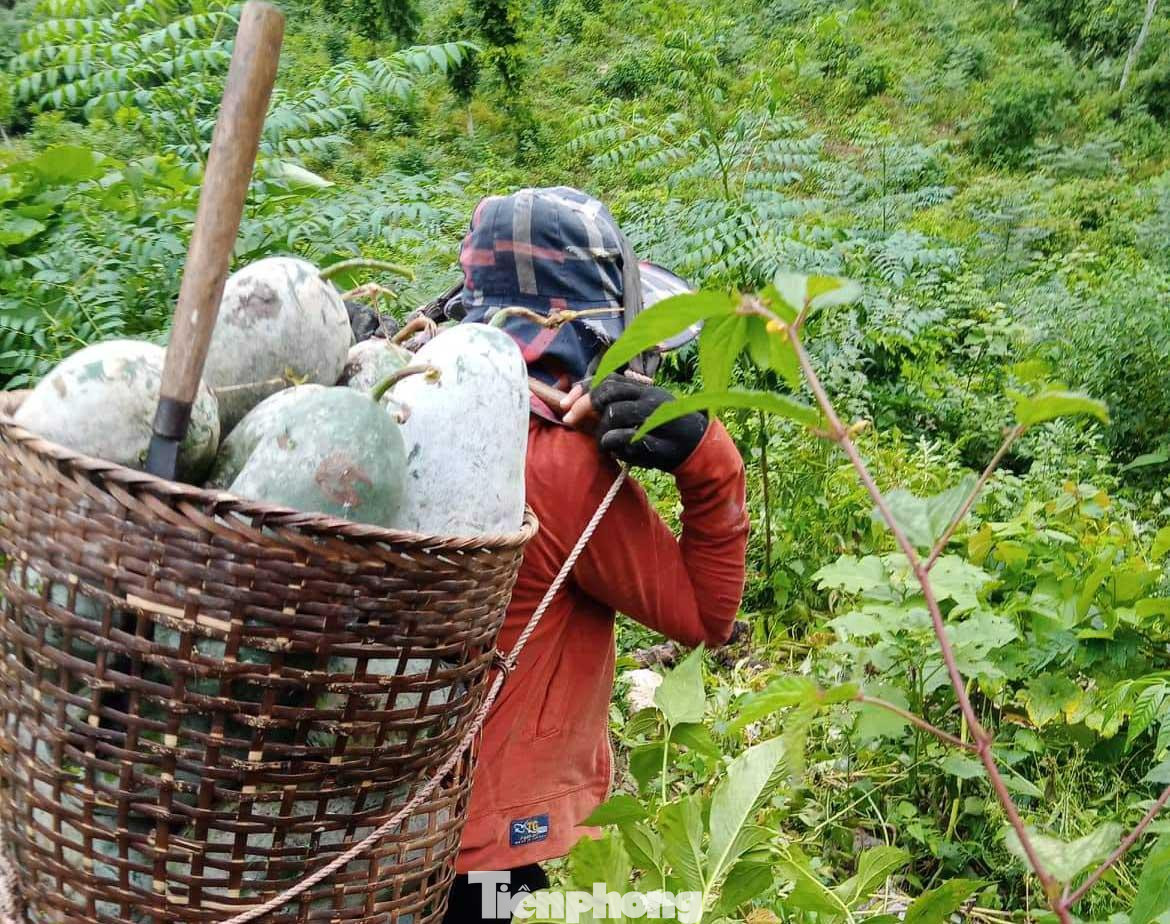 Gùi bí xanh từ trên núi về nhà