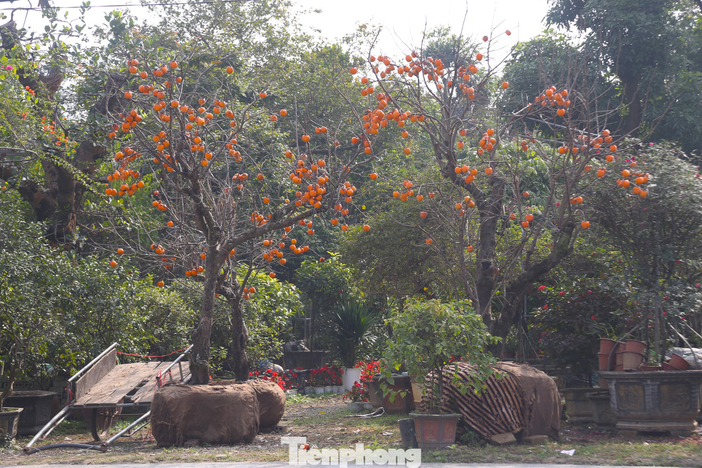 Ba cây hồng được anh Thắng đặt tại nhà vườn ở quốc lộ 46 (xã Nghi Ân, TP Vinh). Trong đó, có một cây hồng cổ cao hơn 4m, có hàng trăm quả được anh bán với giá 100 triệu đồng. Ba cây hồng được anh Thắng đặt tại nhà vườn ở quốc lộ 46 (xã Nghi Ân, TP Vinh). Trong đó, có một cây hồng cổ cao hơn 4m, có hàng trăm quả được anh bán với giá 100 triệu đồng.