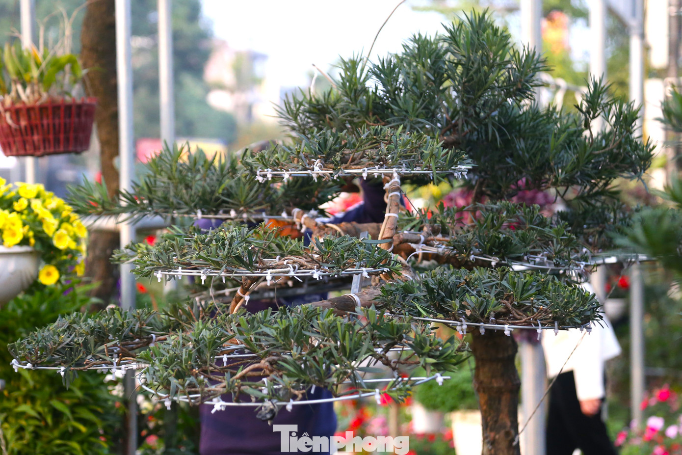 Một cây tùng la hán đang được "làm đẹp".