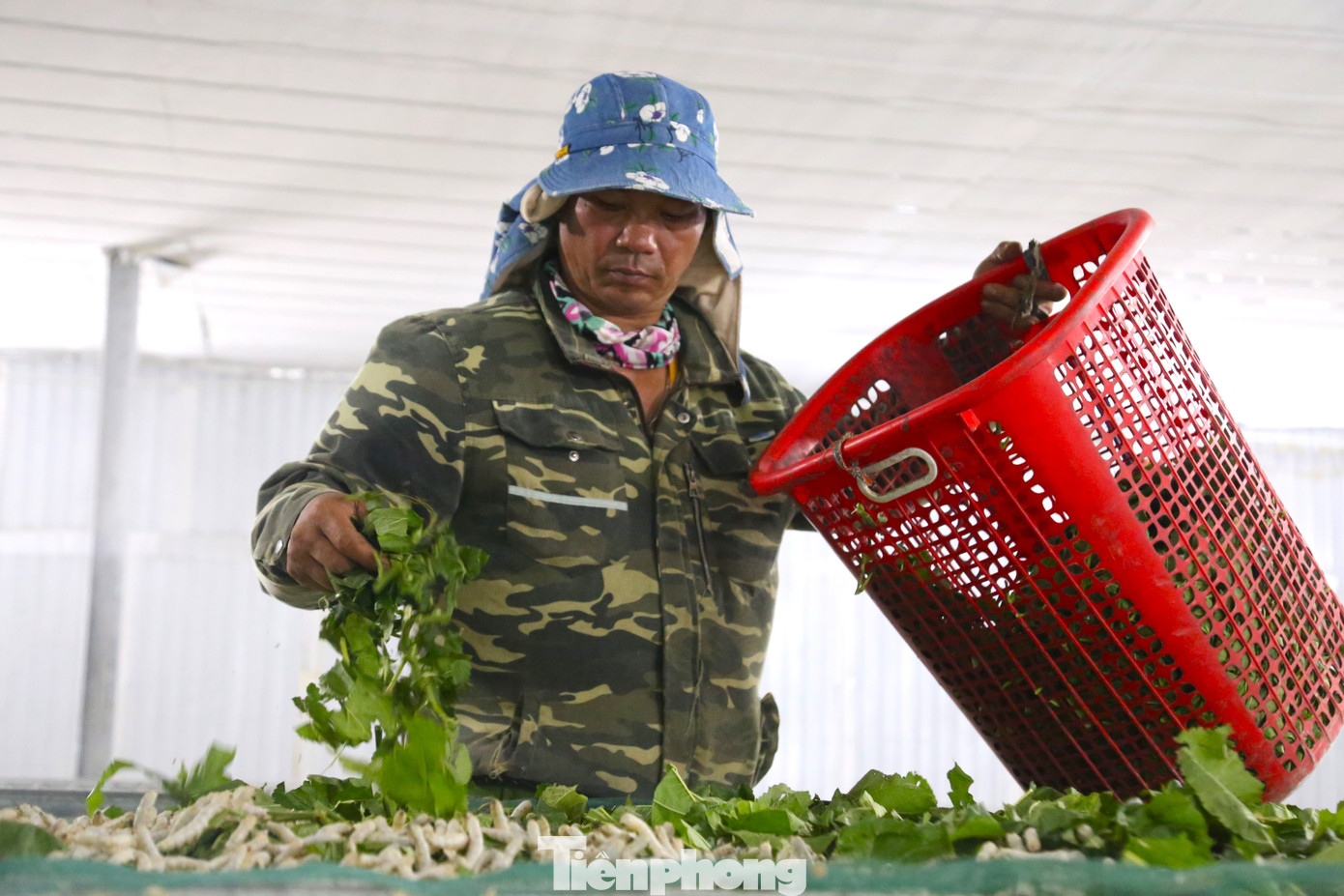 Chu kỳ sinh trưởng của tằm trải qua 5 tuổi đời, mỗi tuổi kéo dài 3 - 4 ngày. Qua một lần lột xác, tằm sẽ thêm một tuổi. Trứng tằm sau khi ấp nở ra, được đưa vào một khu vực nuôi riêng với những tiêu chuẩn về môi trường khắt khe. Thức ăn cho tằm ở giai đoạn này phải được thái sợi và luôn đảm bảo độ tươi.