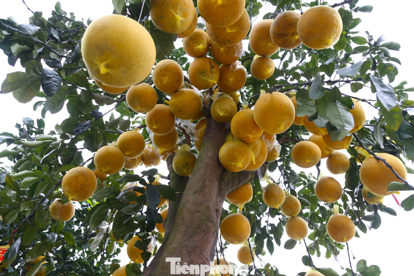 Từng trái bưởi được nâng đỡ bởi một lớp lưới bên ngoài.