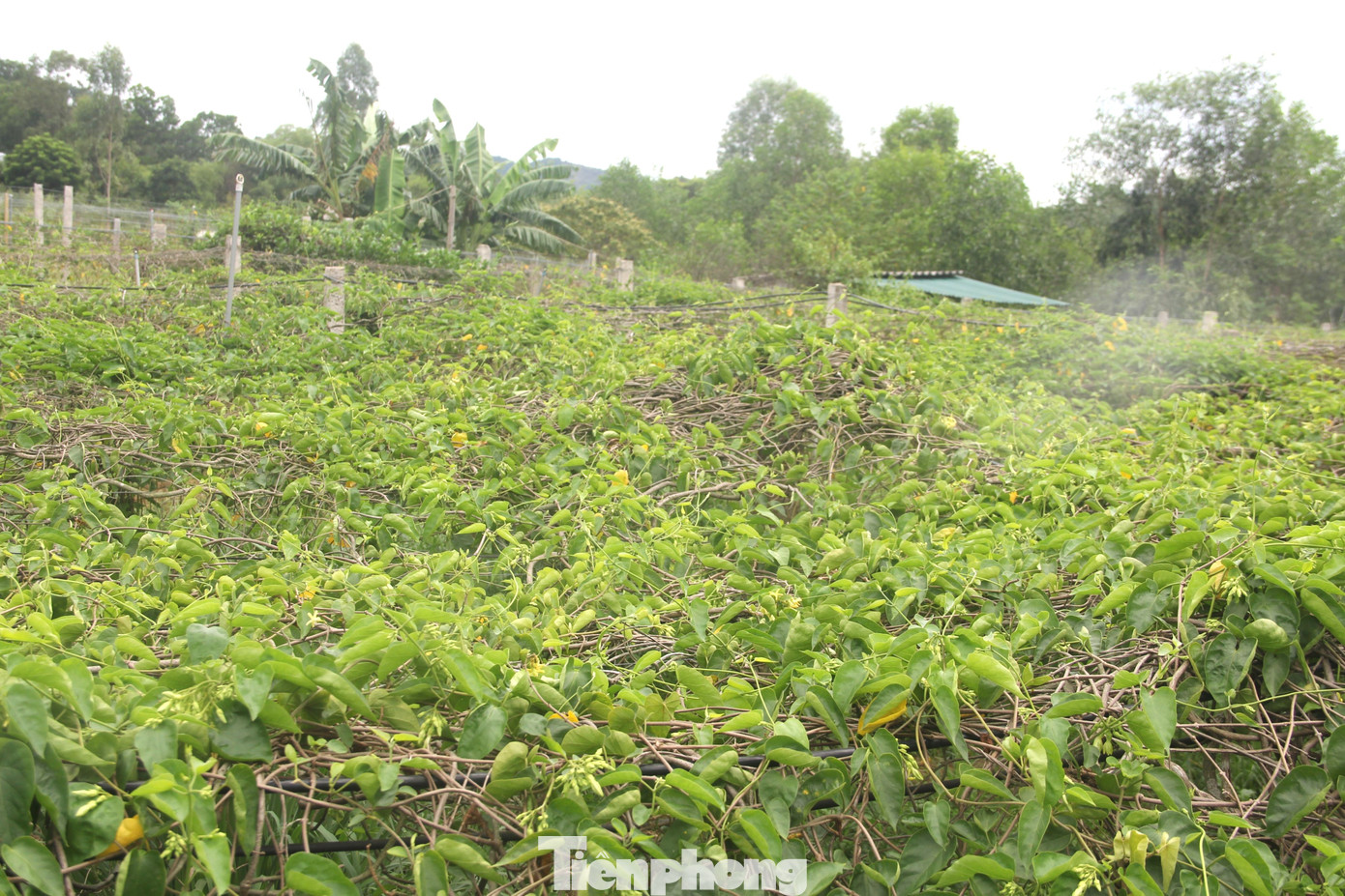 Gia đình ông Đặng Nguyên Hải (SN 1970, trú xóm 6, xã Nam Kim, huyện Nam Đàn, Nghệ An) trồng hơn 3 sào hoa thiên lý. Hợp chất đất, khí hậu nên mặc dù đã bước sang năm thứ 6 cho thu hoạch nhưng rất sai hoa, bông to, xanh mướt.