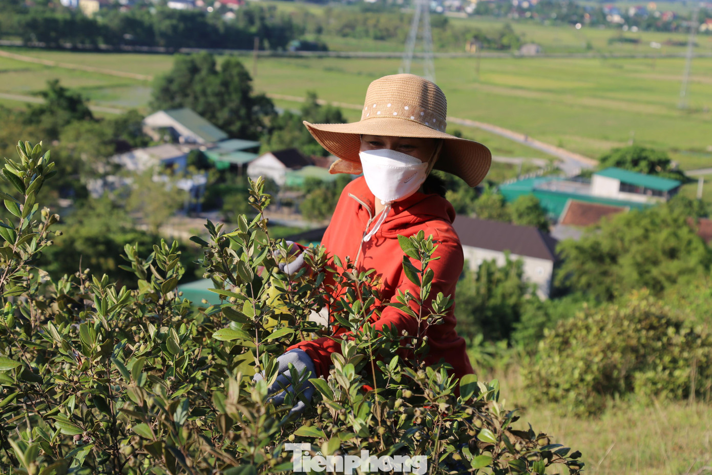 Mấy năm gần đây, nhu cầu sử dụng quả sim tăng cao, nhiều người dân tận dụng thời gian rảnh rỗi để lên rừng hái sim kiếm thêm thu nhập.