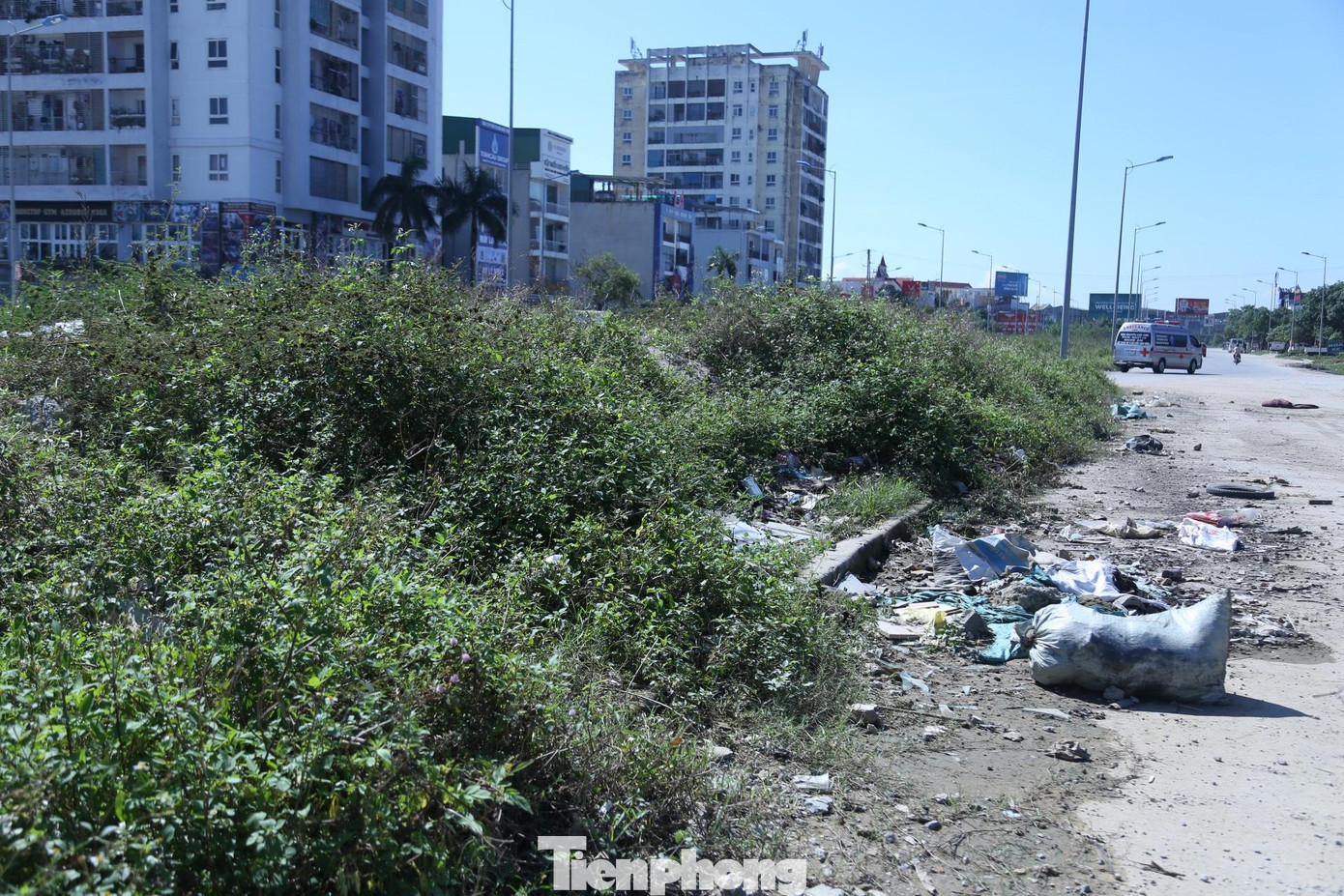 Cỏ dại mọc um tùm trên dải phân cách.