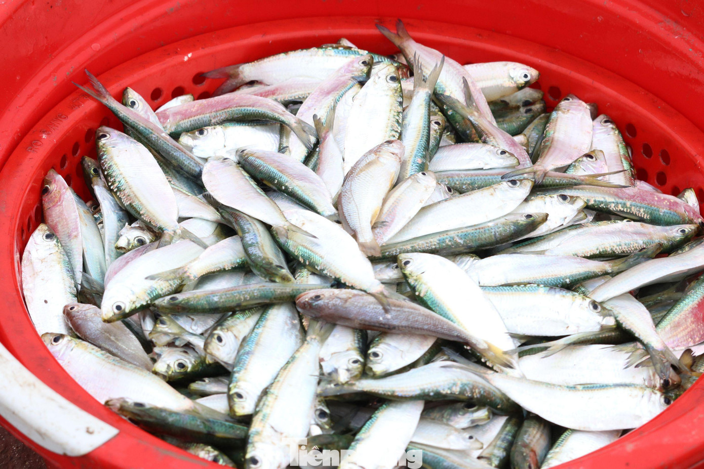 Ông Nguyễn Bằng Phi – Chủ tịch UBND xã Nghi Tiến, cho biết, hiện cả xã có khoảng 160 thuyền cỡ nhỏ và thuyền thúng lắp máy, công suất khoảng 6-13CV. “Những chuyến ra khơi đầu năm của bà con ngư dân trúng đậm cá trích, thu tiền triệu mỗi ngày. Đầu năm được mùa cá trích như thế này tạo thêm sự phấn khởi, động lực cho ngư dân ra khơi, bám biển, hy vọng một năm đánh bắt thắng lợi”, ông Phi chia sẻ. Ông Nguyễn Bằng Phi – Chủ tịch UBND xã Nghi Tiến, cho biết, hiện cả xã có khoảng 160 thuyền cỡ nhỏ và thuyền thúng lắp máy, công suất khoảng 6-13CV. “Những chuyến ra khơi đầu năm của bà con ngư dân trúng đậm cá trích, thu tiền triệu mỗi ngày. Đầu năm được mùa cá trích như thế này tạo thêm sự phấn khởi, động lực cho ngư dân ra khơi, bám biển, hy vọng một năm đánh bắt thắng lợi”, ông Phi chia sẻ.