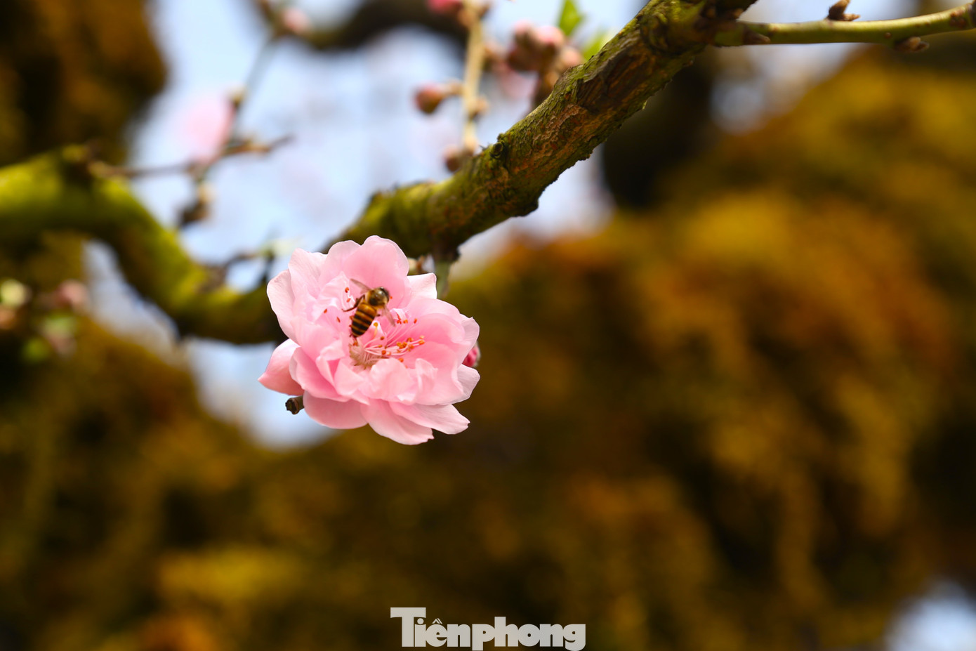 Hoa đào rừng với bông to, cánh dày, màu hồng phai.