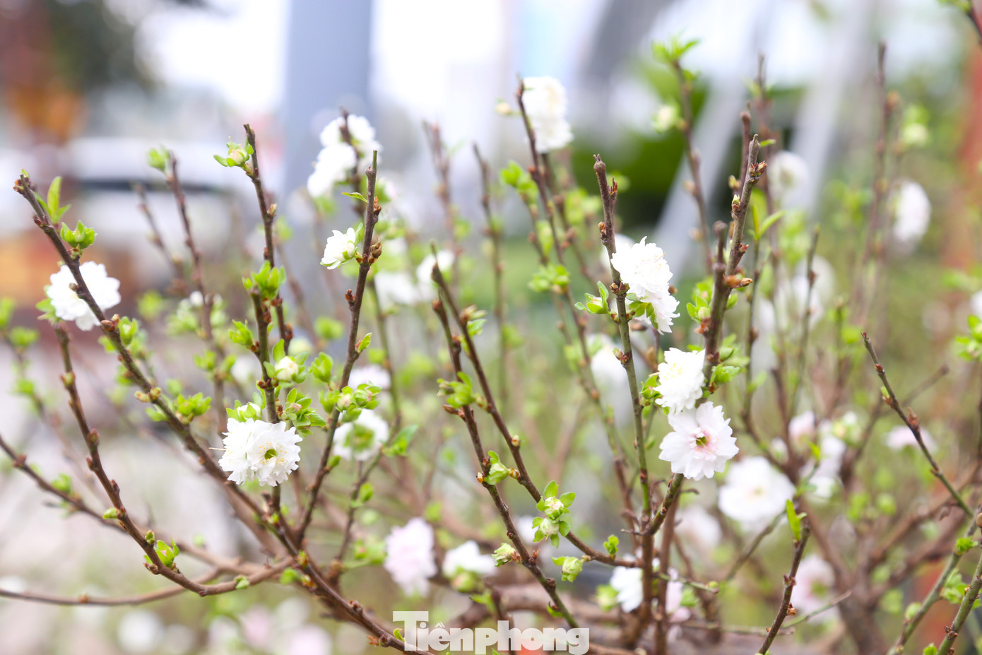 “Hoa nhất chi mai từ khi nở đến khi tàn cũng trải qua quãng thời gian khá lâu. Do đó, dù hoa đã bung nở trước Tết cả chục ngày, nhưng nhiều người vẫn thích sở hữu loài hoa đặc biệt này trong nhà dịp Tết”, anh Quân chia sẻ.